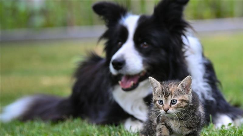Zahlreiche Tierschutzverstöße in Niedersachsen und Bremen Vielen Tieren in Niedersachsen geht es gut - doch jedes Jahr werden zahlreiche Verstöße gegen das Tierschutzgesetz gemeldet. (Symbolbild)