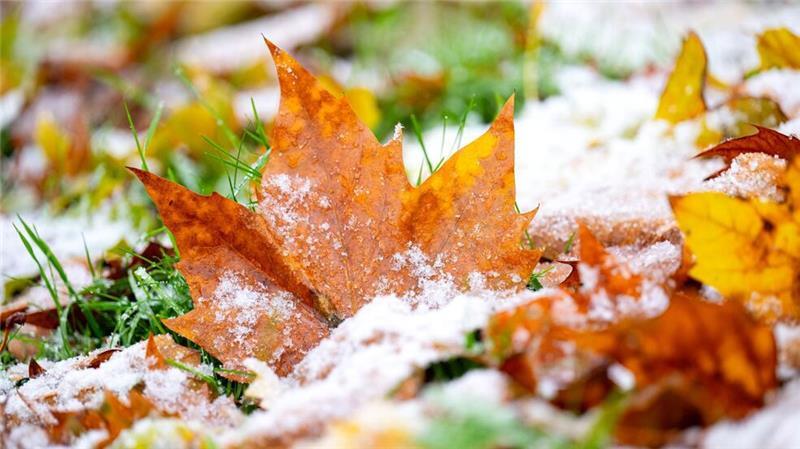 Erst stürmisch, dann kalt Vielerorts hielten sich die bunten Blätter auch noch im November an den Bäumen. Nun zerrt der Sturm sie herunter.