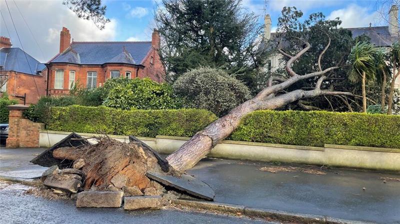 Weiterer Toter nach Sturm Éowyn - Tausende ohne Strom Vielerorts stürzten Bäume um.