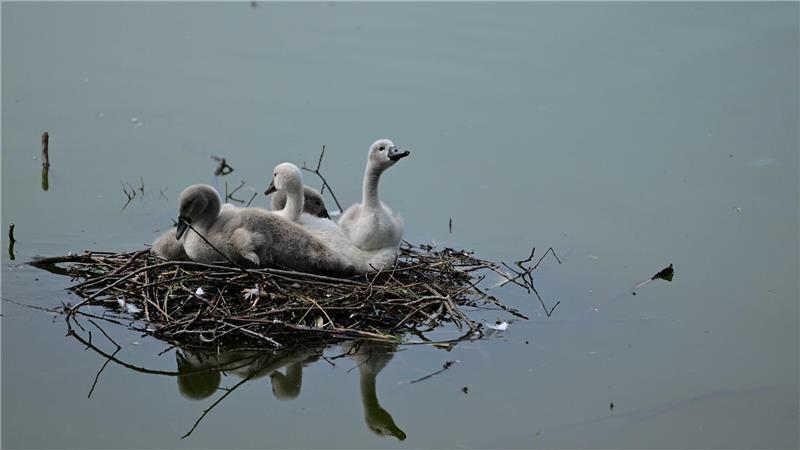 Bilder des Tages Vier Schwanenjunge sitzen in einem Nest auf dem Blümelteich im Volkspark Mariendorf in Berlin.