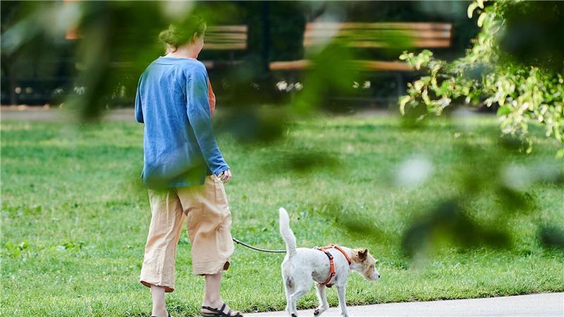 Vierbeiner als Schritt-Motivator: Wer einen Hund hält, macht durch das mehrmals tägliche Gassigehen automatisch mehr Schritte. (Illustration)