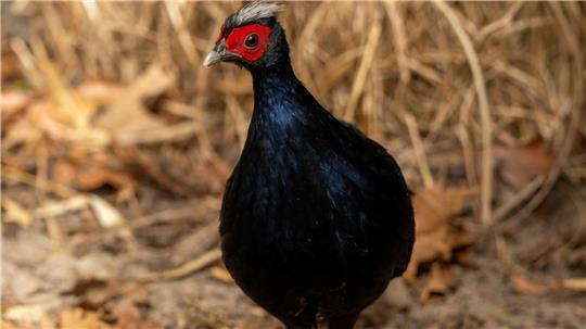 Vietnamesische Fasane gehören zu den seltensten Vogelarten der Welt.