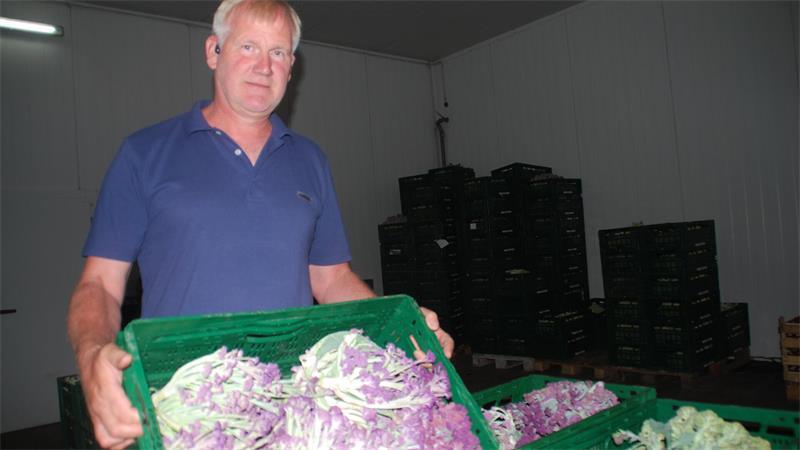 Kennen Sie schon lila Brokkoli? Seltenes Gemüse aus Buxtehude Violett, weiß, grün: Landwirt Christoph Brunckhorst zeigt die verschiedenen Brokkoli-Varianten aus eigenem Anbau.