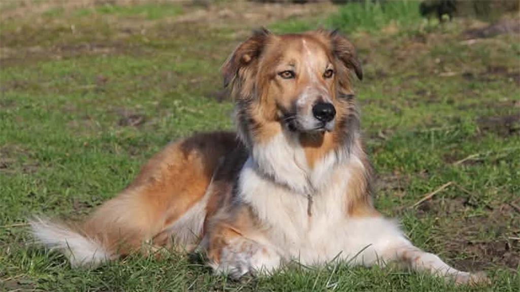 Vivien Horwege: Unser Buddy ist 5 Jahre alt und wohnt in Burweg. Zum Tag des Hun...