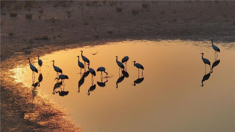 Vögel des Glücks: Kraniche stehen in der chinesischen Provinz Jiangsu und spiegeln sich im Wasser.