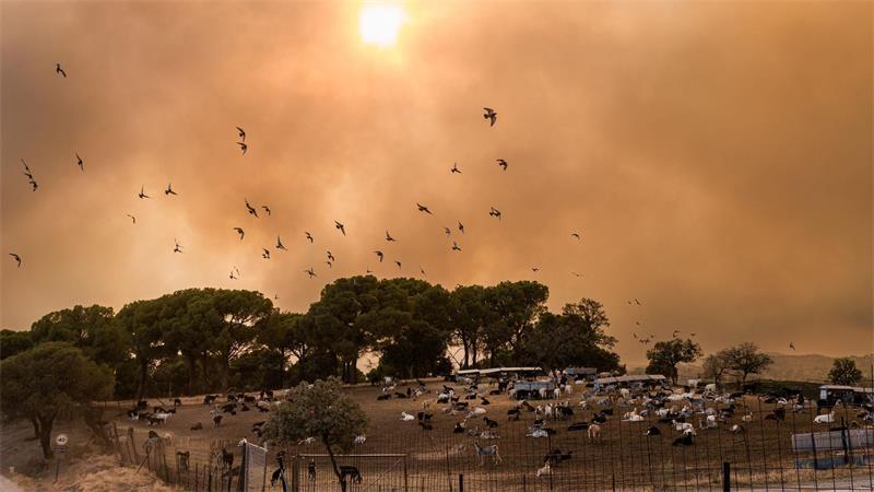 Vögel fliegen durch dichte Rauchwolken über eine Ziegenherde während eines Waldbrandes bei Madrid in Spanien.