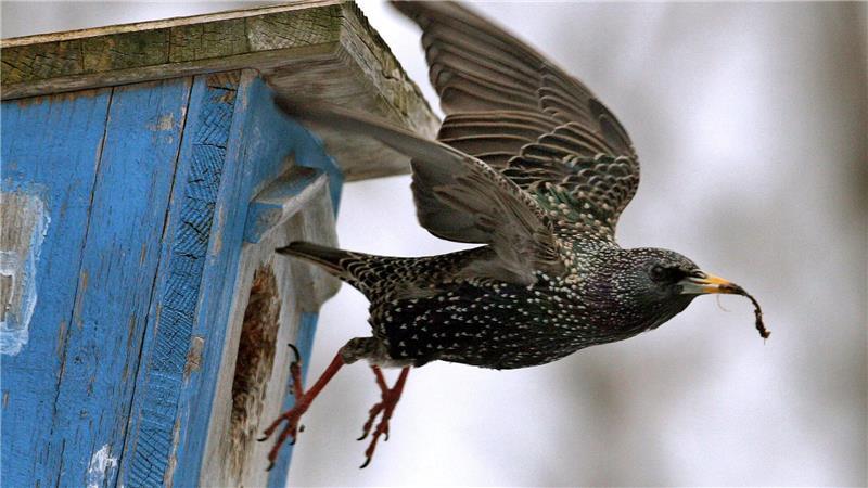 Was Ihr Garten im Sommer braucht Vögel im Garten helfen, den Schneckenbefall zu reduzieren.