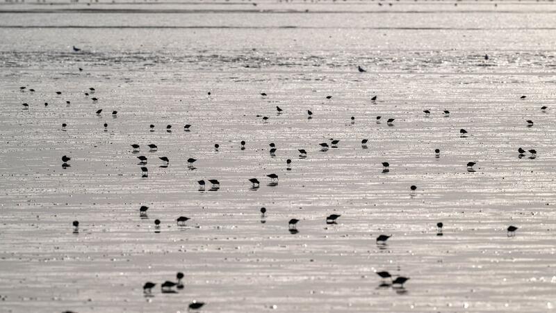 Zugvogeltage starten an der Küste: Mehr als 250 Angebote Vögel rasten im Watt.