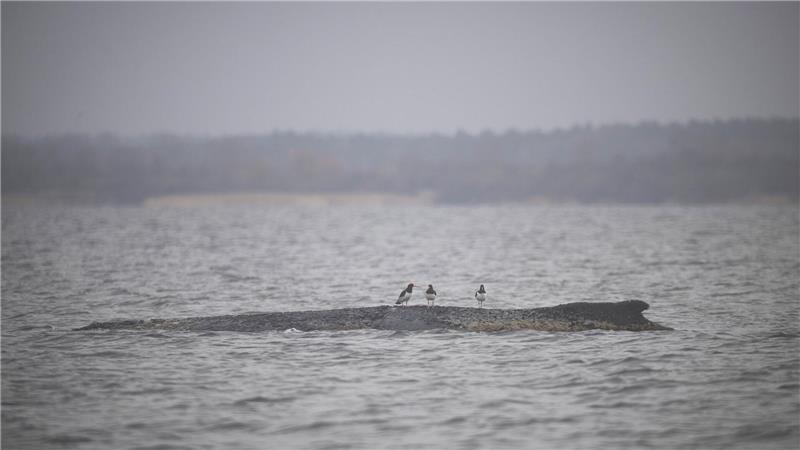 Vögel sitzen auf dem Rücken des Wals.
