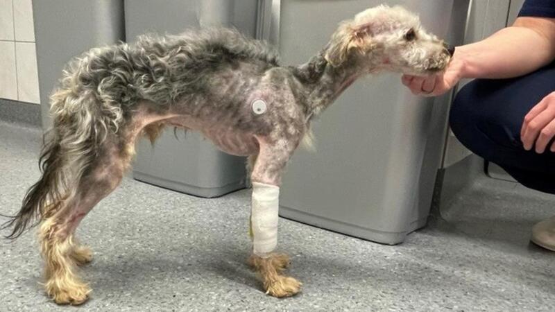 Unbekannte quälen Hund fast zu Tode – So geht es Yorki-Mix Egon jetzt Völlig abgemagert, verfilzt und verletzt wurde dieser Hund in Bremerhaven entdeckt.