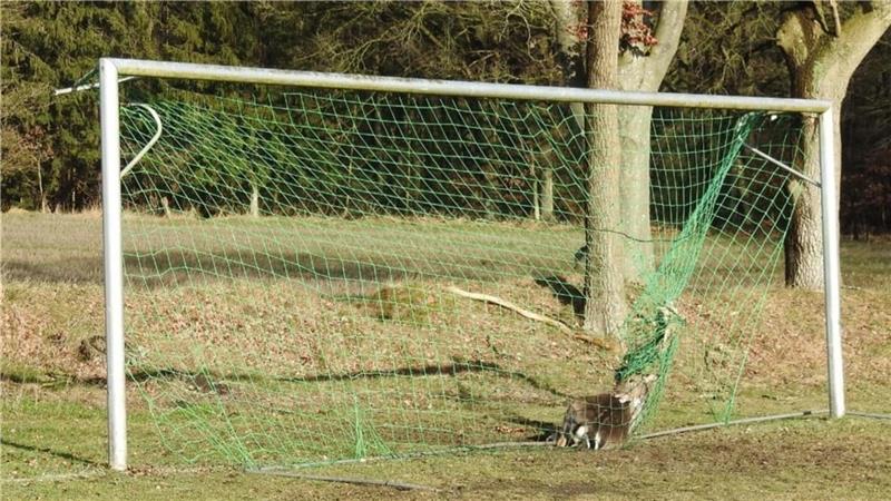 Hirsch aus Tornetz gerettet Völlig erschöpft liegt der Hirsch nach seiner Befreiung aus dem Tornetz auf dem Boden. Foto: Olaf Bullwinkel