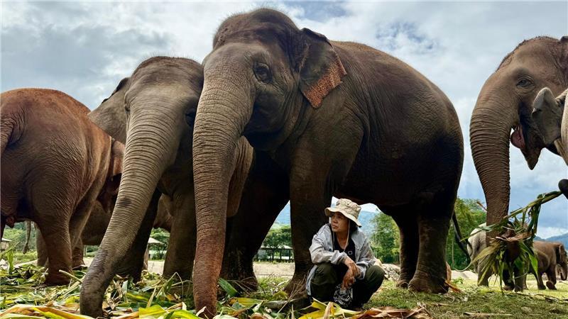 Völlig ohne Angst sitzt Lek oft unter den tonnenschweren Körpern ihrer Schützlinge.