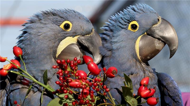 Bilder des Tages Vogelpark Marlow freut sich über Ara-Nachwuchs