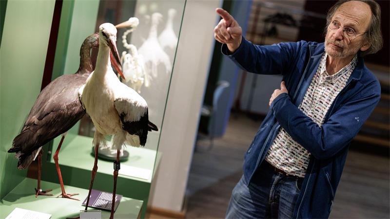 Population gewachsen - So viele Störche wie noch nie Vogelschützer Alfons Rolf Bense vom regionalen Aktionskomitee Weißstörche. (Archivbild)