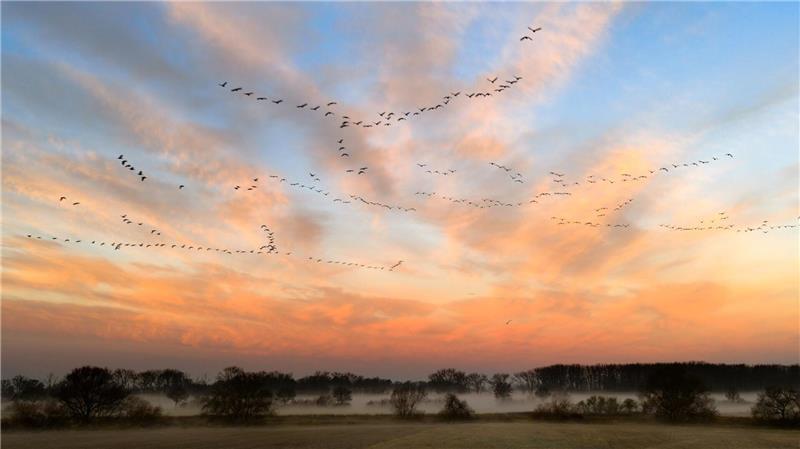 Vogelschwärme fliegen vor dem vom Sonnenaufgang gefärbten Morgenhimmel in der Leinemasch in der Region Hannover.