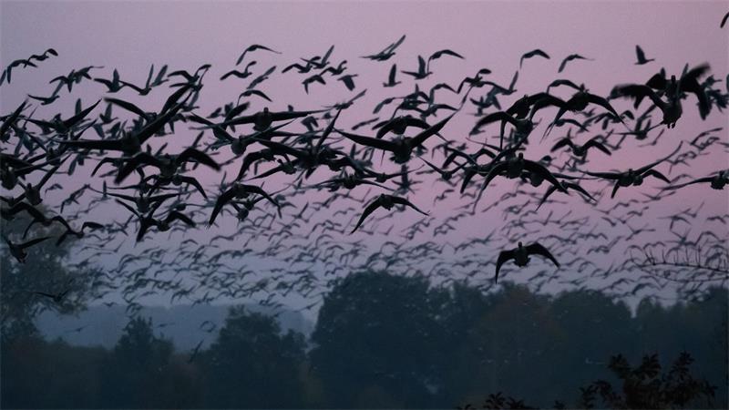 Vogelzug