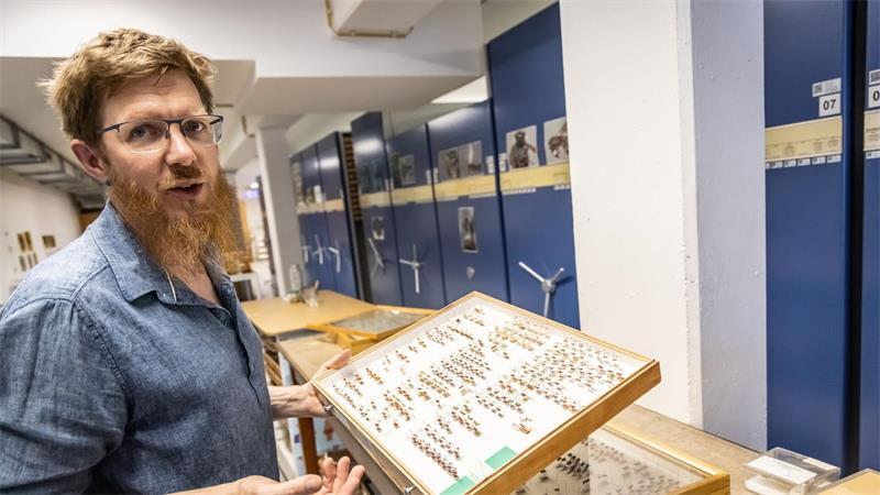Die ersten und letzten ihrer Art - Kronjuwelen im Museum Volker Lohrmann bekommt regelmäßig Wespen zugeschickt.