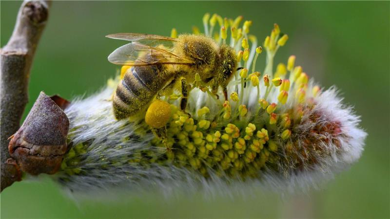 Voll gepackt mit Pollen und Blütenstaub sitzt eine Biene auf einem blühenden Weidenkätzchen.