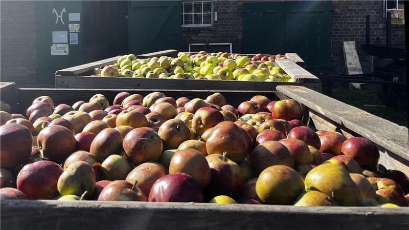 Volle Apfelkisten auf dem Witt‘schen Hof.