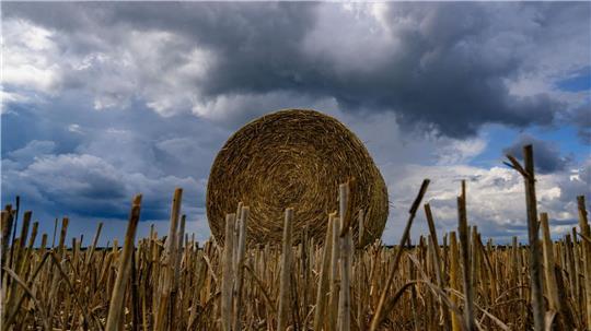 Volle Rolle: Eine Strohrolle liegt unter dunklen Wolken auf einem Feld im Landkreis Oder-Spree in Brandenburg.