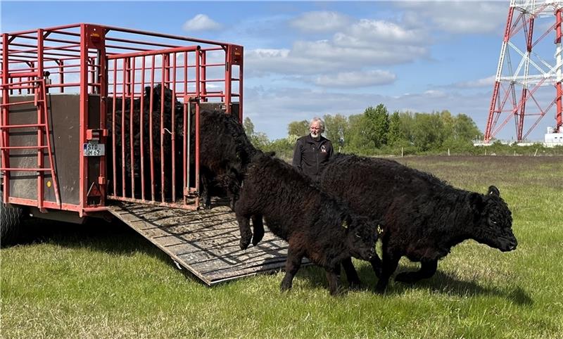 Voller Vorfreude auf den Sandtrockenrasen springen die Galloway-Färsen auf Lühesand aus dem Anhänger von Bio-Bauer Wilhelm Braack. Fotos: Vasel