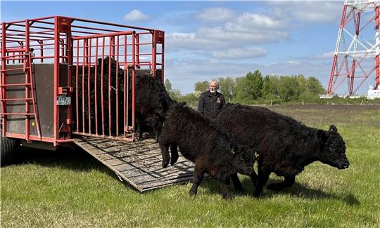 Voller Vorfreude auf den Sandtrockenrasen springen die Galloway-Färsen auf Lühesand aus dem Anhänger von Bio-Bauer Wilhelm Braack. Fotos: Vasel