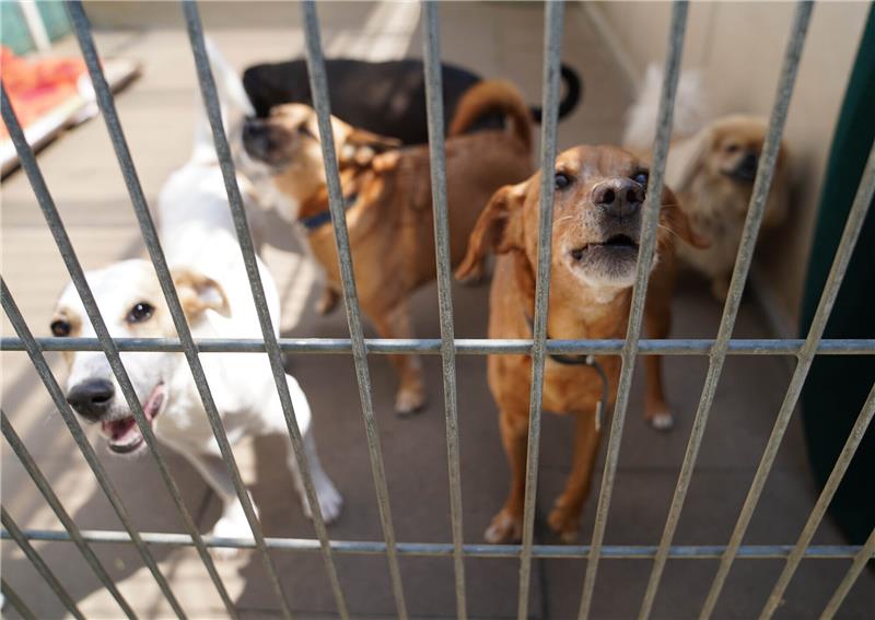Volles Haus: Nicht alle Hunde, die im Tierheim landen, können schnell an neue Halter vermittelt werden. Foto: Marcus Brandt/dpa/dpa-tmn