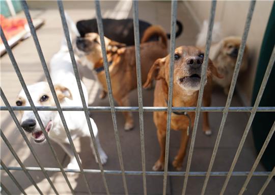 Volles Haus: Nicht alle Hunde, die im Tierheim landen, können schnell an neue Halter vermittelt werden. Foto: Marcus Brandt/dpa/dpa-tmn