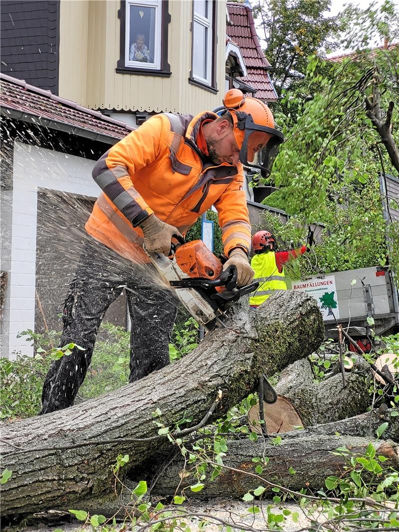 Vom 1. Oktober an dürfen wieder Bäume an den Straßen gefällt werden.