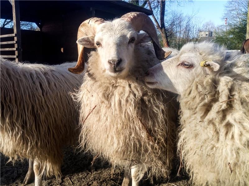 Vom Schaf zur Wolle - im Ferienprogramm des Natureums erfahren die Besucher, wie die einzelnen Arbeitsschritte aussehen. Foto: Natureum