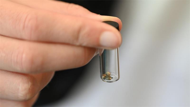 Von Behörden beschlagnahmte Süßigkeiten enthielten Tetrahydrocannabinol (THC), einen Cannabis-Wirkstoff mit berauschender Wirkung. (Symbolbild)