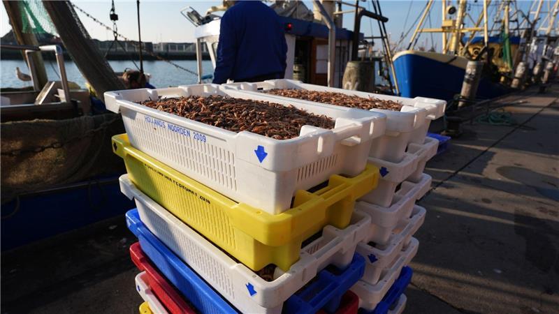 Krabbenfischer nach guten Fängen erleichtert Von Büsum aus gehen die Krabben in die Niederlande. Gepult wird in Marokko.