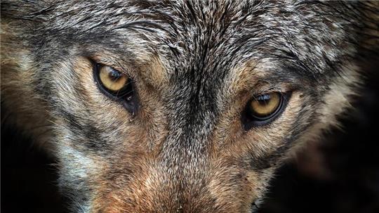 Von Deutschland bis nach Spanien: Forschende wiesen nach, dass ein Wolf eine Strecke von über tausend Kilometer gelaufen ist.