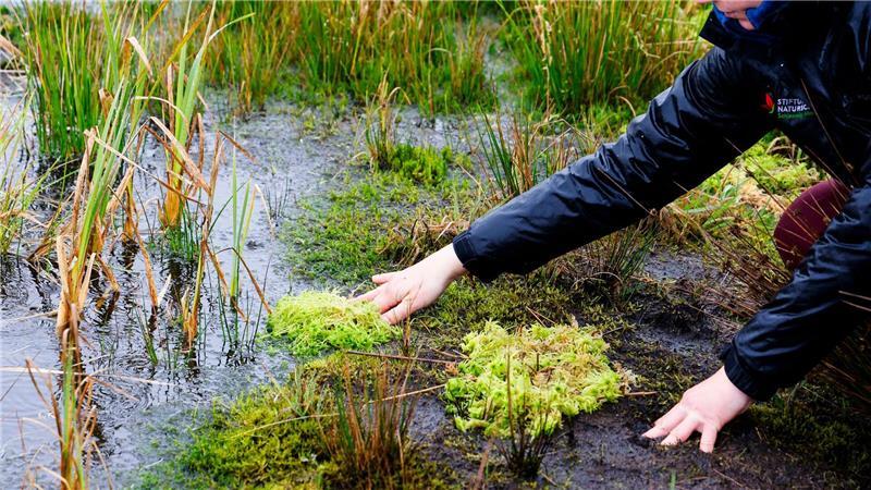 Forscher helfen Moor mit frischem Torfmoos auf die Sprünge Von Hand ins wiedervernässte Moor eingebrachte Torfmoose sollen das Moorwachstum beschleunigen.