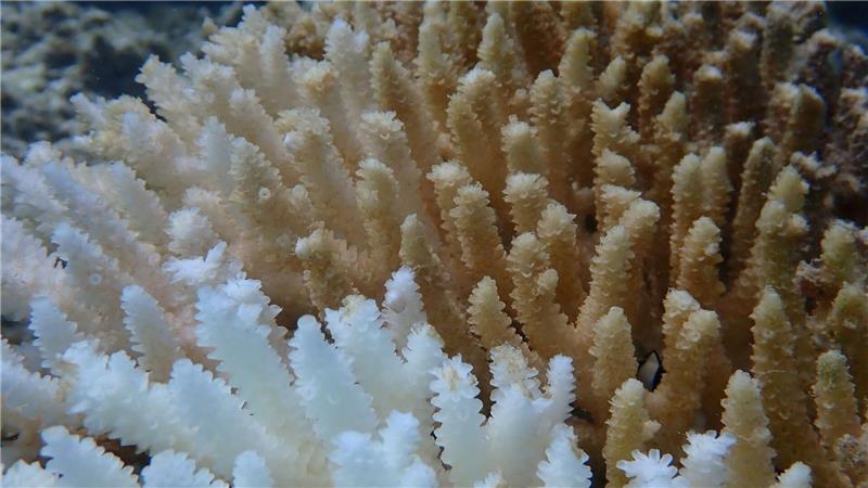 Von Kimberley bis Ningaloo: Von der Bleiche betroffen ist ein Gebiet von rund 1.500 Kilometern Länge. 