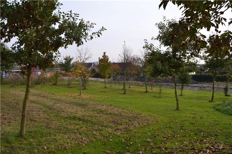 Von Schülern gepflanzt wurden diese Bäume vor zehn Jahren. Jetzt soll die Friedhoferweiterungsfläche Bauland werden. Foto: Helfferich