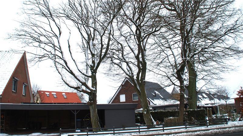 Von den 18 Meter hohen Bäumen auf dem Grundstück an der Goldbecker Straße soll eine der beiden Buchen (links) gefällt werden.
