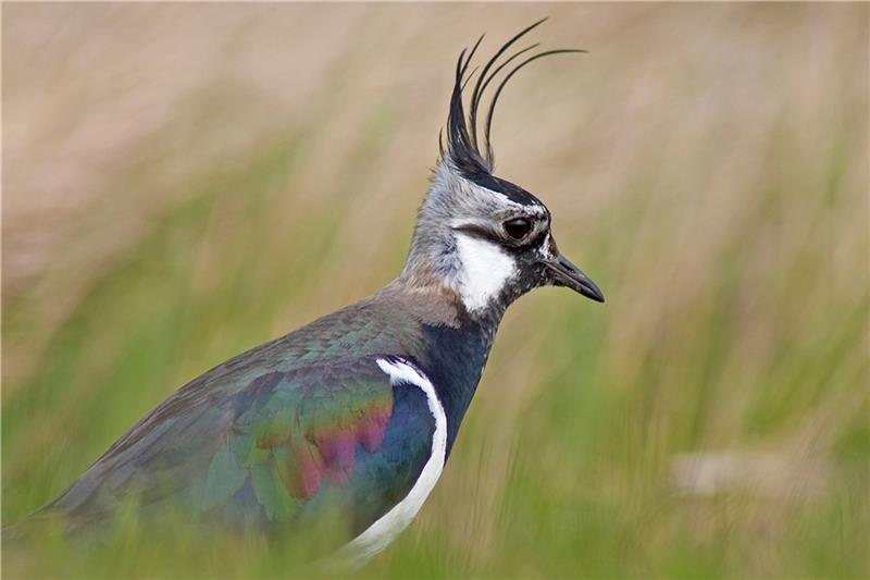 Von den Kiebitzen gibt es immer weniger. Foto: Hans-Joachim Schaffhäuser