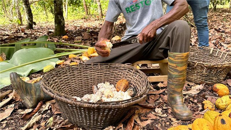 Kakao-Krise in Westafrika lässt Schoko-Hasen schrumpfen Von den Supermarktpreisen bekommen Kakaobauern einer Studie zufolge gerade einmal neun Prozent.