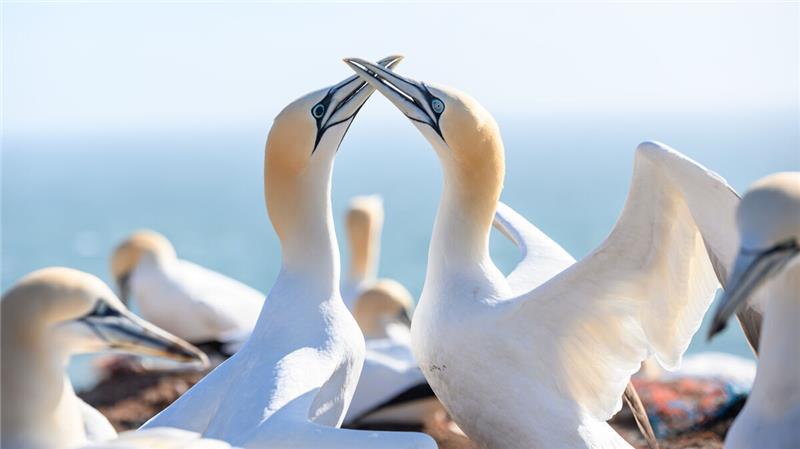Geflügelpest breitet sich auf Helgoland aus – Basstölpel und weitere Vögel infiziert Von der Geflügelpest auf Helgoland sind nun auch Basstölpel betroffen. Foto: dpa