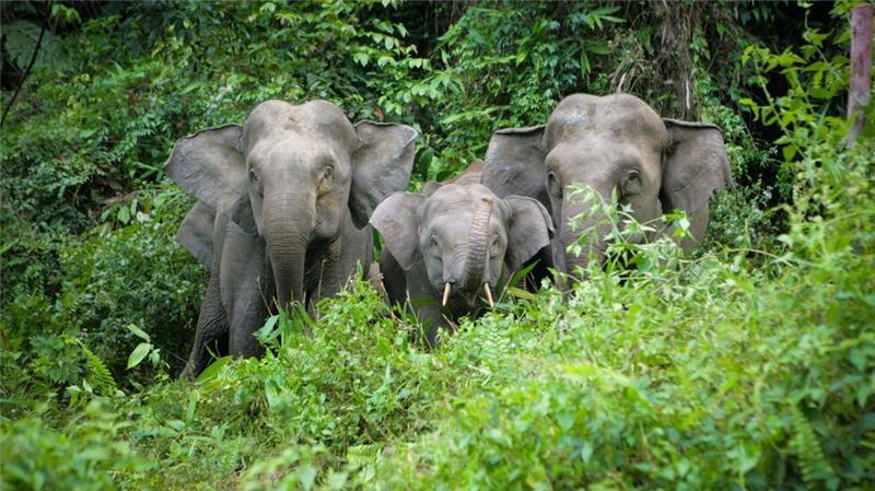 WWF-Bericht: Igeln geht es schlechter, Seeadlern besser Von der kleinsten Unterart des Asiatischen Elefanten, den Borneo-Elefanten, leben nur noch rund tausend Tiere in freier Wildbahn. (Handout)