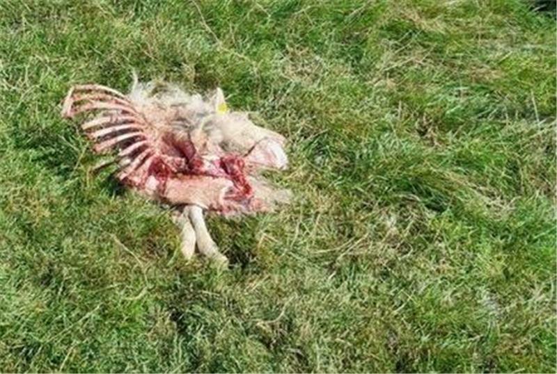Von dieser Moorschnucke ist nach dem Wolfsriss in Stade nicht viel übrig geblieben.