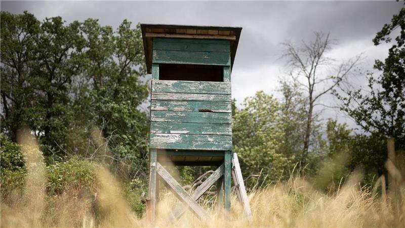 Von einem Hochsitz sichtet ein Jäger im nördlichen Rheinland-Pfalz ein größeres katzenartiges Tier. (Symbolbild)