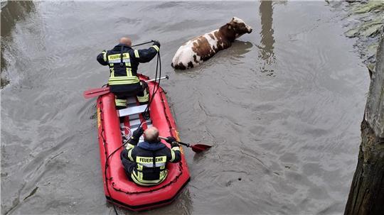 Von einem Schlauchboot aus machten sich die Feuerwehrleute an die Rettung des Tieres.
