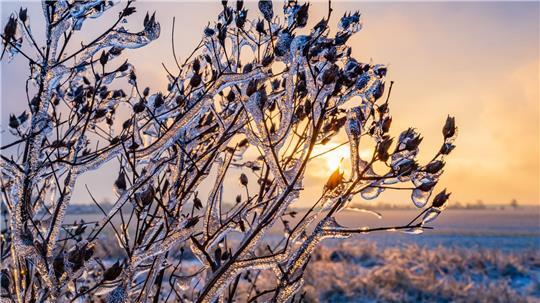 Von einer feinen Eisschicht überzogen, glitzern Pflanzen im warmen Gegenlicht des Sonnenuntergangs in Brandenburg.