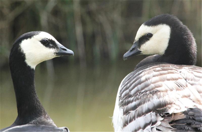 Von ganz nah können Naturfreunde am kommenden Wochenende die Rastvögel in Kehdingen erleben, wie hier die beiden Nonnengänse.  Foto Natureum