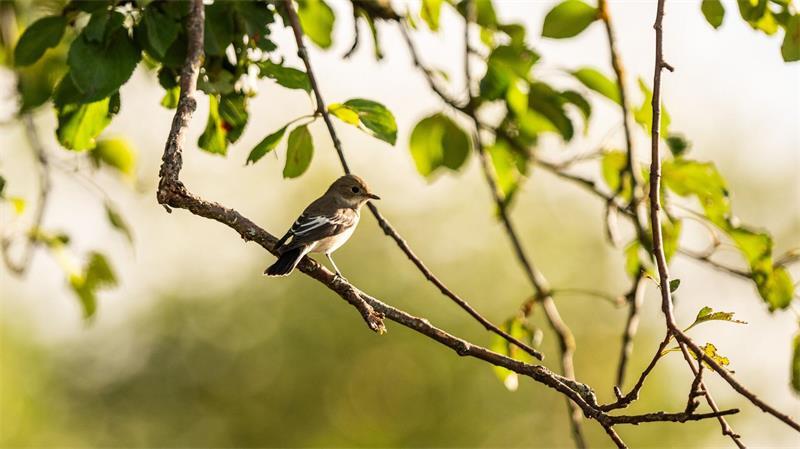 Von hohen Sitzwarten aus fängt der Trauerschnäpper Insekten oft im Flug. (Archivbild)