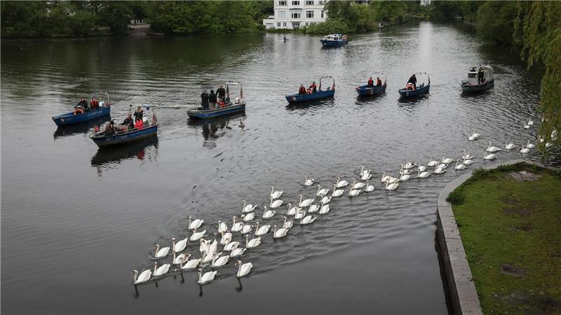 Von mehreren Booten begleitet schwammen die Tiere bis zur Außenalster.