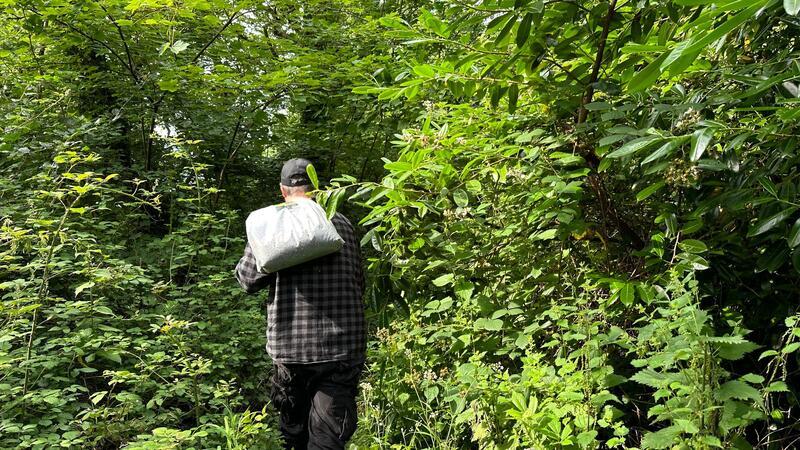 Von rund einem Dutzend grauer Eichhörnchen auf Anglesey weiß der Experte.