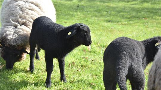 Von vormals zehn sind Volker Burfeind nur noch zwei Lämmer seiner seltenen Haustierrasse geblieben. Das Rauhwollige Pommersche Landschaf steht auf der roten Liste der bedrohten Nutztierarten.